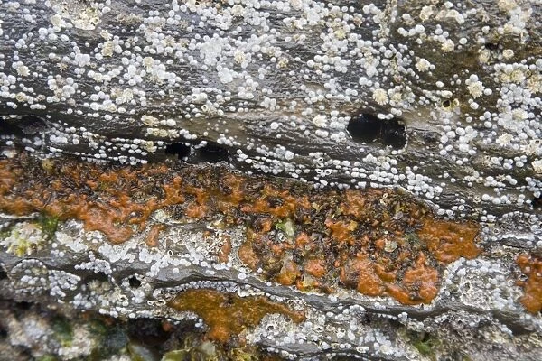 Orange Mould on rocks exposed at very low tide - Brough Head - Orkney Mainland PL002114