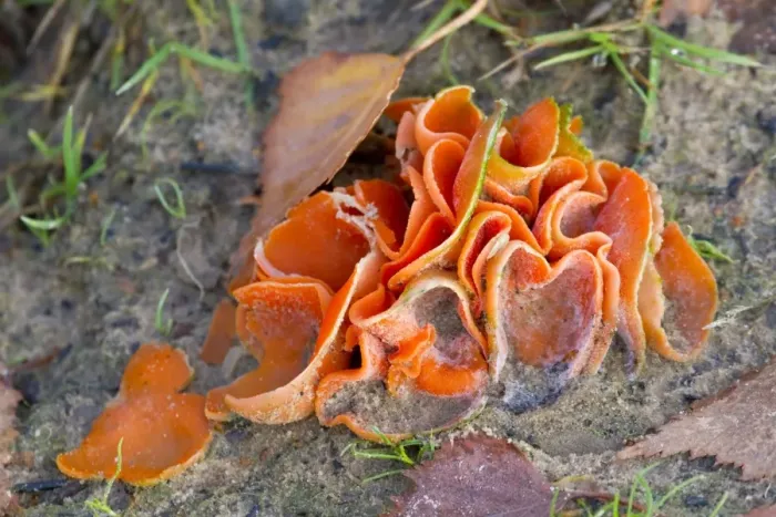 Framed Print : Orange Peel Fungus - Cornwall - UK Framed Print : Orange Peel Fungus - Cornwall - UK