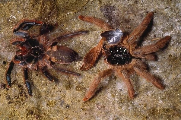 Orange  /  Red Birdeating Treespider  /  Tarantula - by moulted skin French Guayana