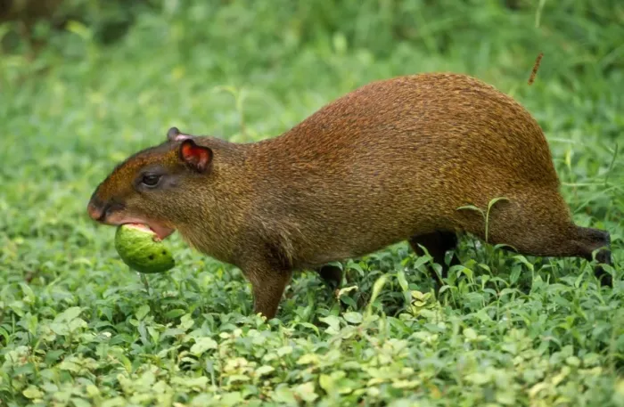 Framed Print : Orange Rumped Agouti - carrying fruit CostaRica Framed Print : Orange Rumped Agouti - carrying fruit CostaRica