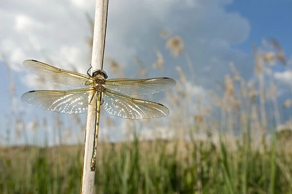 Orange-spotted emerald Dragonfly - teneral male in habitat - Italy