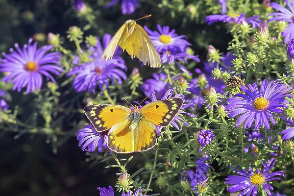 Orange Sulphur female and male courtship on Frikart's Aster Date: 10-10-2021