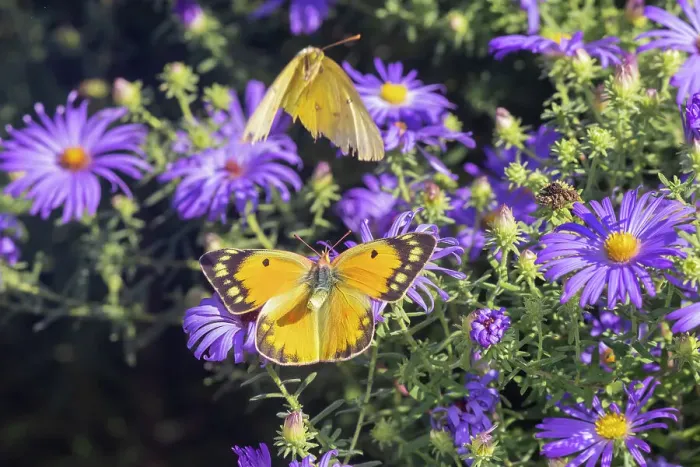 Framed Print : Orange Sulphur female and male courtship on Frikart's Aster Date: 10-10-2021 Framed Print : Orange Sulphur female and male courtship on Frikart's Aster Date: 10-10-2021