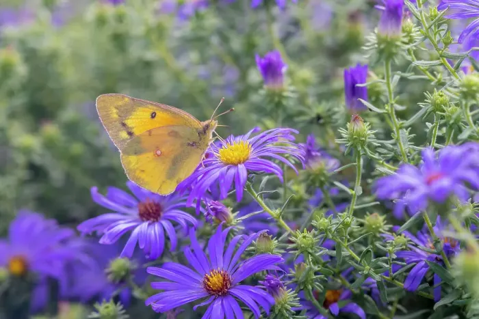 Framed Print : Orange Sulphur on Frikart's Aster Date: 07-10-2021 Framed Print : Orange Sulphur on Frikart's Aster Date: 07-10-2021