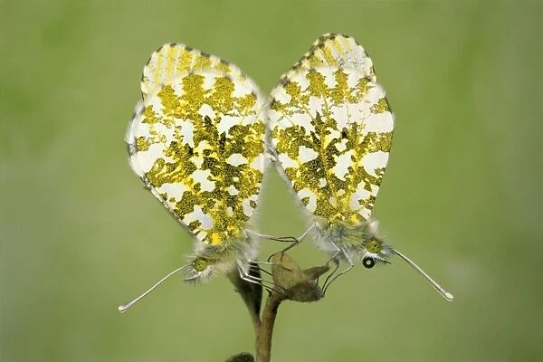 Orange Tip Butterflie pair mating UK
