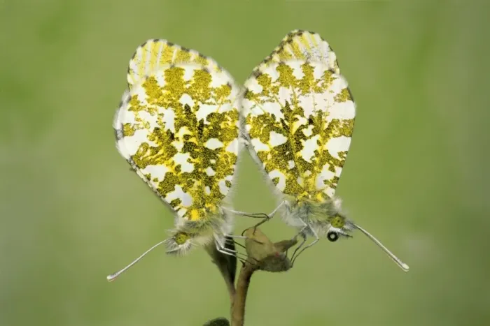 Framed Print : Orange Tip Butterflie pair mating UK Framed Print : Orange Tip Butterflie pair mating UK