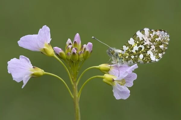 Orange Tip Butterfly - male - resting on Cuckoo flower - Cannock Chase - Staffordshire