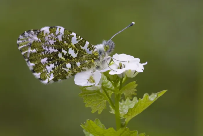 Framed Print : Orange Tip Butterfly - resting on Garlic Mustard flower - Cannock Chase - Staffordshire Framed Print : Orange Tip Butterfly - resting on Garlic Mustard flower - Cannock Chase - Staffordshire