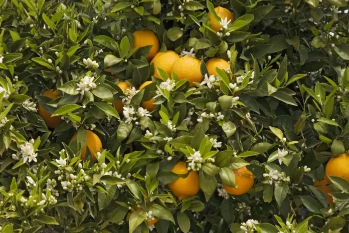 Framed Print : Orange tree (Citrus sinensis) with fruit and blossom in spring. Crete Framed Print : Orange tree (Citrus sinensis) with fruit and blossom in spring. Crete