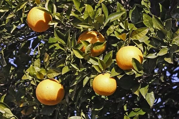 orange - on tree. France