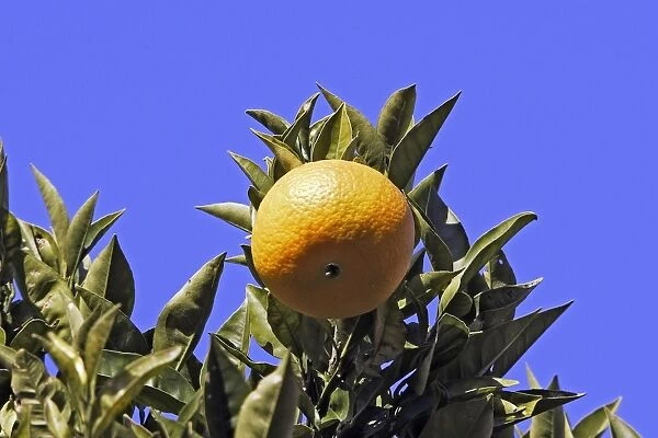 orange - on tree. France