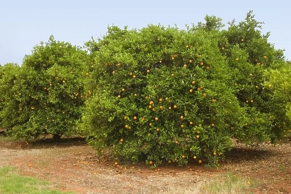 Orange tree plantation - ripe fruits are hanging from orange trees in an orchard in Mildura. The trees must be watered with water from the mighty Murry river - Mildura, Victoria, Australia