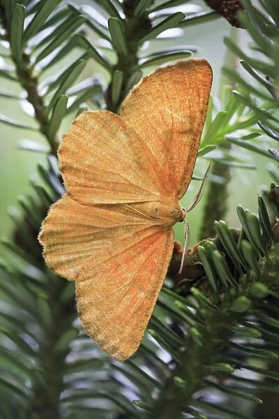 Orange Wing Moth - resting on fir tree branch, Lower Saxony, Germany