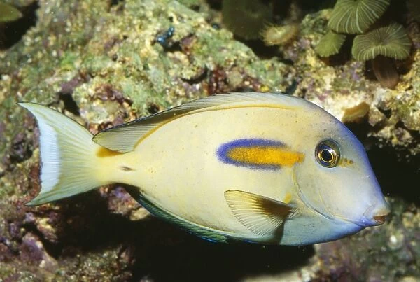 Orangeband Surgeonfish - Hawaii to Japan
