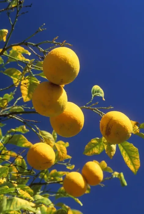 Framed Print : Oranges. WAT-5911. ORANGES - ON TREE WITH LEAVES Framed Print : Oranges. WAT-5911. ORANGES - ON TREE WITH LEAVES