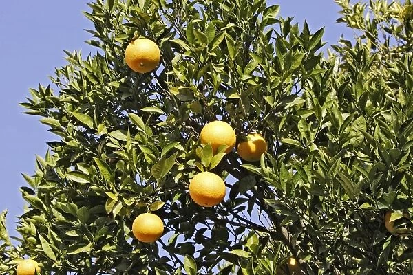 oranges - on tree. France