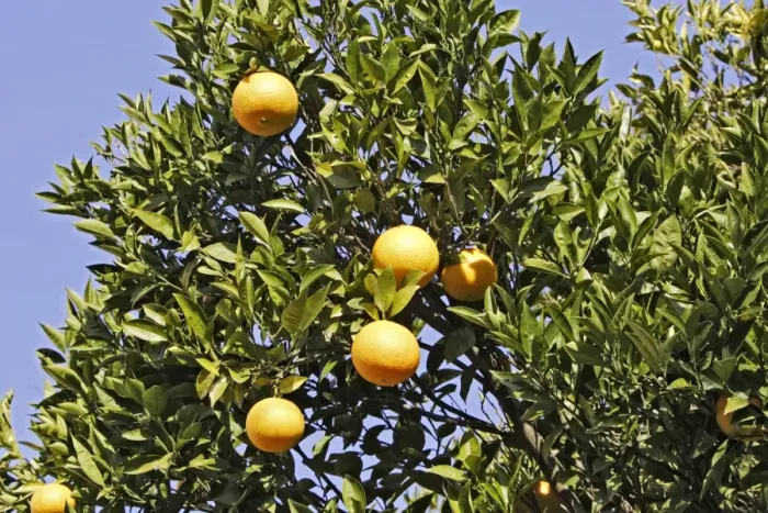 Framed Print : oranges - on tree. France Framed Print : oranges - on tree. France