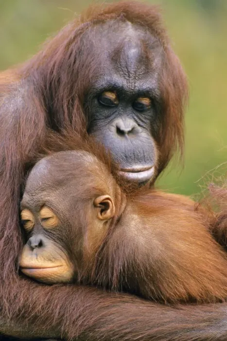 Framed Print : Orangutan - mother with young. 4Mp273 Framed Print : Orangutan - mother with young. 4Mp273