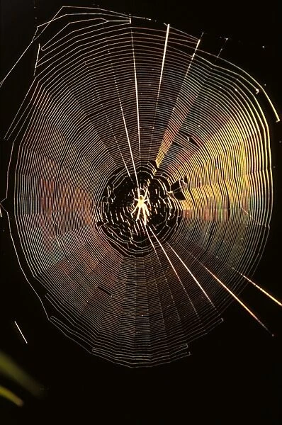 An Orb-weaver spider (fam. Araneidae) in side-lit web