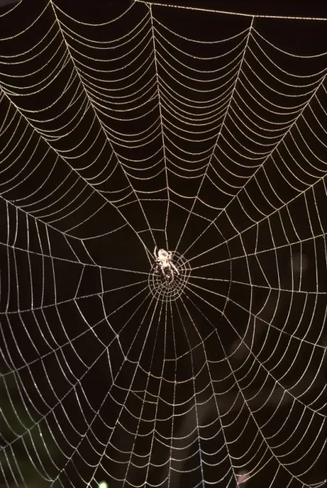 Framed Print : An Orb-weaver spider (fam. Araneidae) in web Framed Print : An Orb-weaver spider (fam. Araneidae) in web