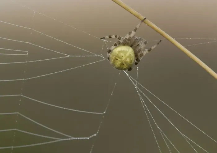 Framed Print : Orb-web Spider Framed Print : Orb-web Spider