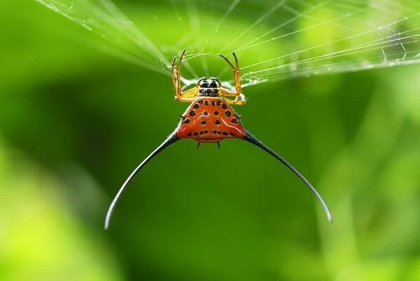 Orb-Web Spider - Danum Valley Conservation Area - Sabah - Borneo - Malaysia