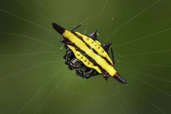 Orb-web Spider Erawan Nationalpark, Thailand