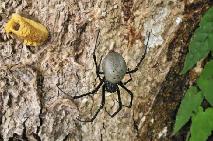 Framed Print : Orb Web Spider - female with male on right - (yellow construction in background is a wasps nest) - Masoala National Park - Madagascar Framed Print : Orb Web Spider - female with male on right - (yellow construction in background is a wasps nest) - Masoala National Park - Madagascar