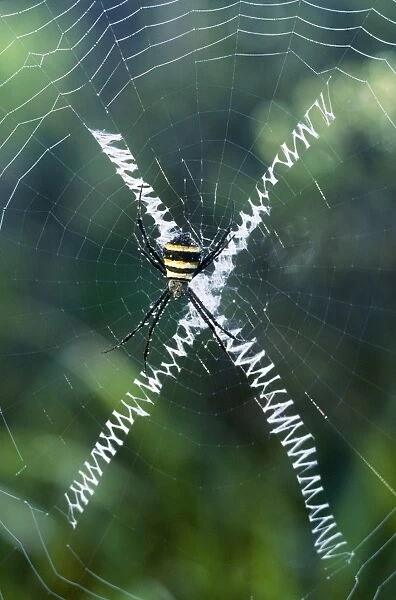 Orb-web Spider New Caledonia