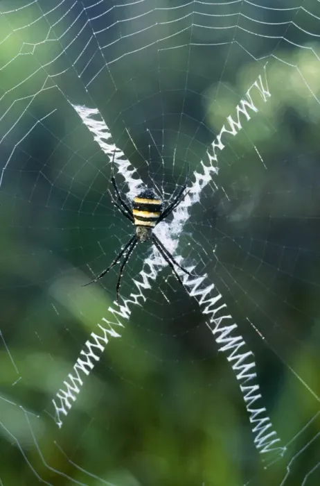Framed Print : Orb-web Spider New Caledonia