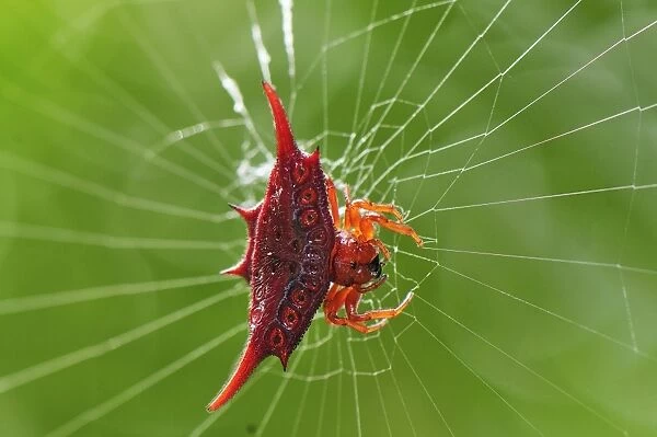 Orb Web Spider  /  Thorn Spider - Andasibe-Mantadia National Park - Eastern-central Madagascar