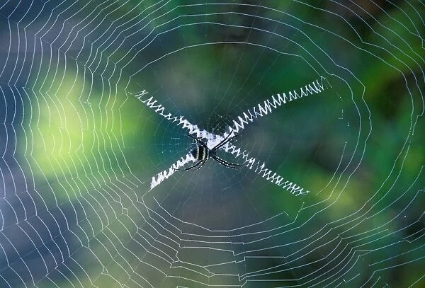 Orb-web Spider - In web - New Caledonia - Australia JPF46588