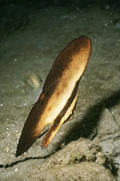 Orbicular Batfish Juvenile