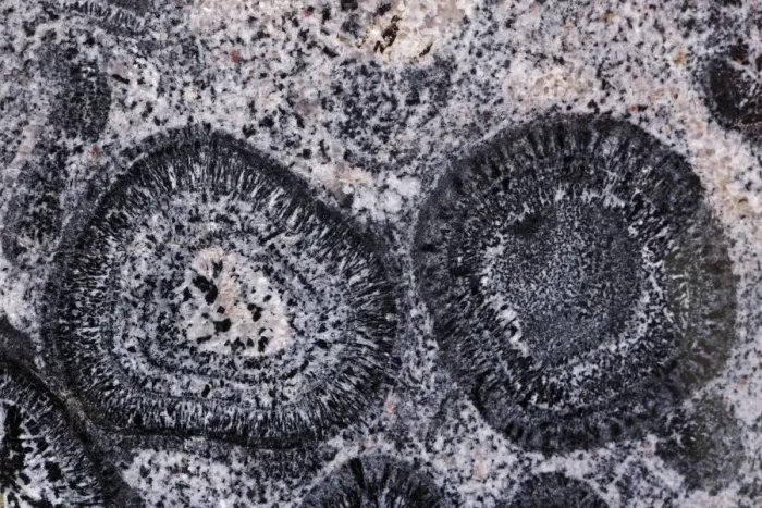 Framed Print : Orbicular Granite - Western Australia - Pre Cambrian Framed Print : Orbicular Granite - Western Australia - Pre Cambrian