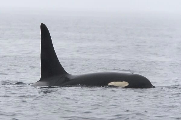 Orca  /  Killer Whale. Johnstone Strait - British Colombia - Canada
