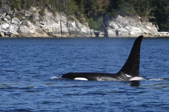 Framed Print : Orca / Killer Whale. Johnstone Strait - British Colombia - Canada Framed Print : Orca / Killer Whale. Johnstone Strait - British Colombia - Canada