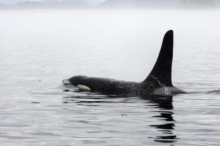 Framed Print : Orca / Killer Whale. Johnstone Strait - British Colombia - Canada Framed Print : Orca / Killer Whale. Johnstone Strait - British Colombia - Canada