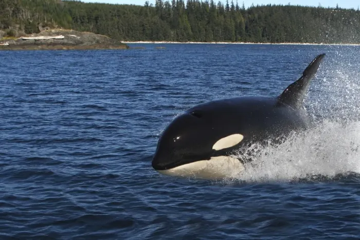 Framed Print : Orca / Killer Whale. Johnstone Strait - British Colombia - Canada Framed Print : Orca / Killer Whale. Johnstone Strait - British Colombia - Canada
