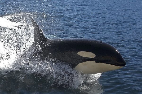 Orca  /  Killer Whale - leaping  /  jumping. Johnstone Strait - British Colombia - Canada