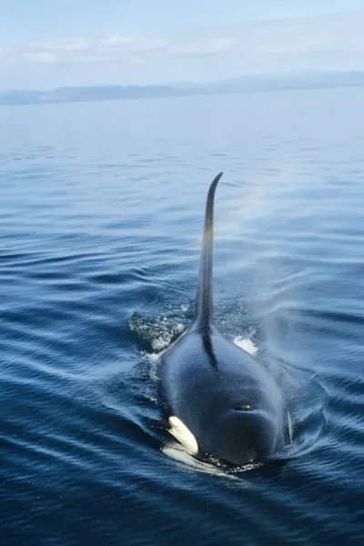 Orca / Killer Whale Print - ML613 TOM-1526. Art Prints, Posters