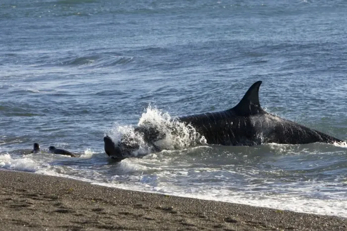 Framed Print : Orca / Killer whale - Orca hunting South American Sealion pup, on a beach at Punta Norte, Valdes Peninsula, Patagonia, Argentina Framed Print : Orca / Killer whale - Orca hunting South American Sealion pup, on a beach at Punta Norte, Valdes Peninsula, Patagonia, Argentina