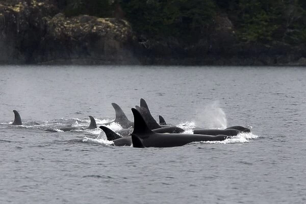 Orca  /  Killer Whale - pod  /  group. Johnstone Strait - British Colombia - Canada