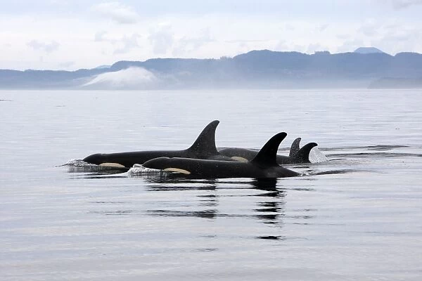Orca  /  Killer Whale - pod  /  group. Johnstone Strait - British Colombia - Canada