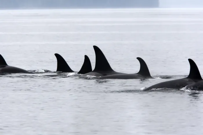 Framed Print : Orca / Killer Whale - pod / group. Johnstone Strait - British Colombia - Canada Framed Print : Orca / Killer Whale - pod / group. Johnstone Strait - British Colombia - Canada