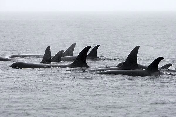 Orca  /  Killer Whale - pod  /  group in rain. Johnstone Strait - British Colombia - Canada