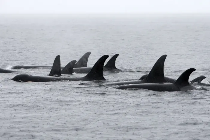 Framed Print : Orca / Killer Whale - pod / group in rain. Johnstone Strait - British Colombia - Canada Framed Print : Orca / Killer Whale - pod / group in rain. Johnstone Strait - British Colombia - Canada