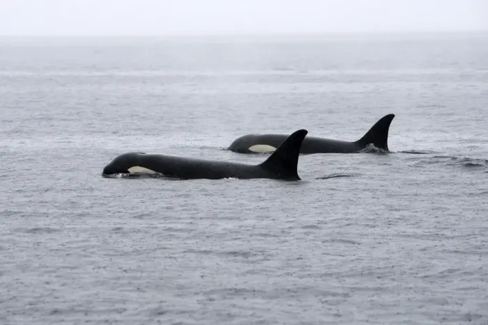 Framed Print : Orca / Killer Whale - two in rain. Johnstone Strait - British Colombia - Canada Framed Print : Orca / Killer Whale - two in rain. Johnstone Strait - British Colombia - Canada