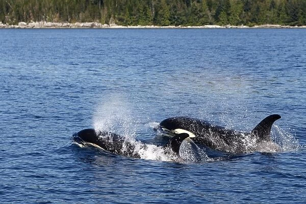 Orca  /  Killer Whale - two. Johnstone Strait - British Colombia - Canada