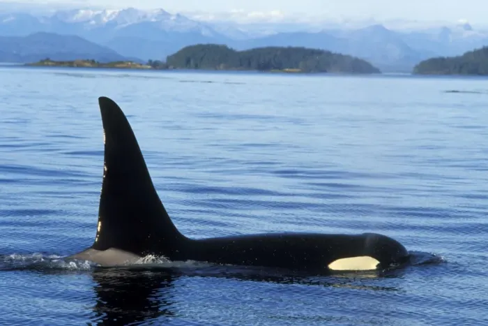 Framed Print : Orca whale - male. ml207 Framed Print : Orca whale - male. ml207