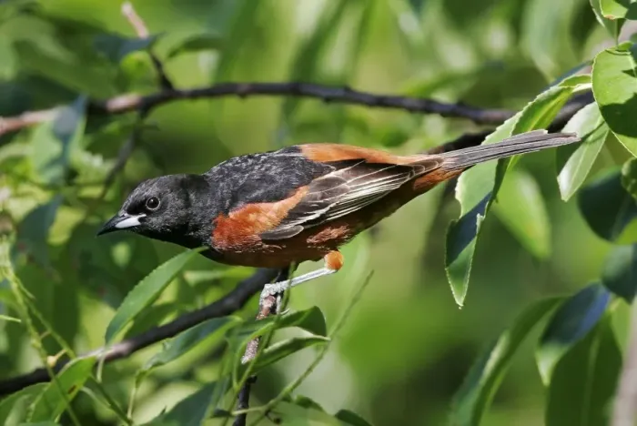 Framed Print : Orchard Oriole Framed Print : Orchard Oriole